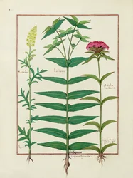 Reseda, Euphorbia et Dianthus, illustration du Livre des simples médecines par Mattheaus Platearius
